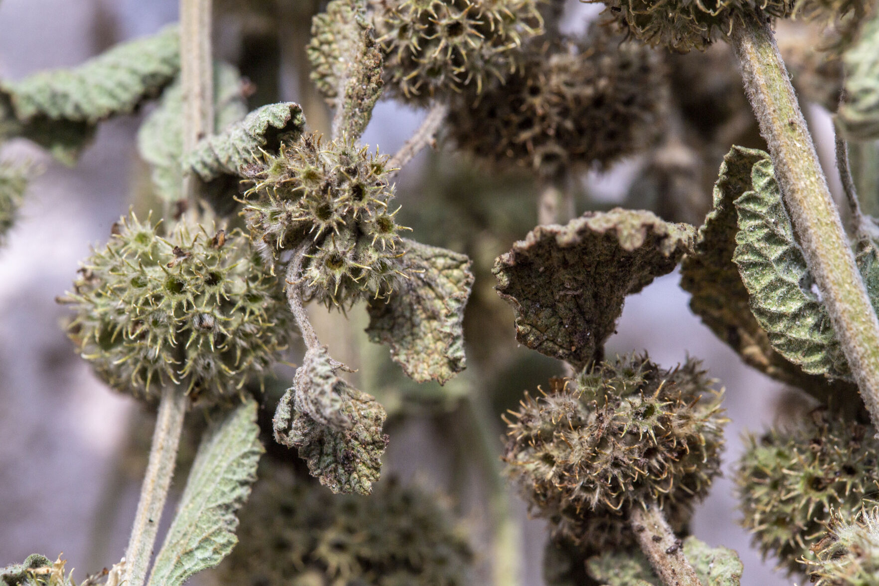 Dried Herbs